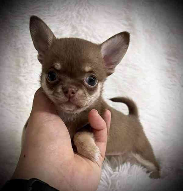 Štěňata čivavy na prodej. Pokud máte zájem, napište mi na Wh - foto 2