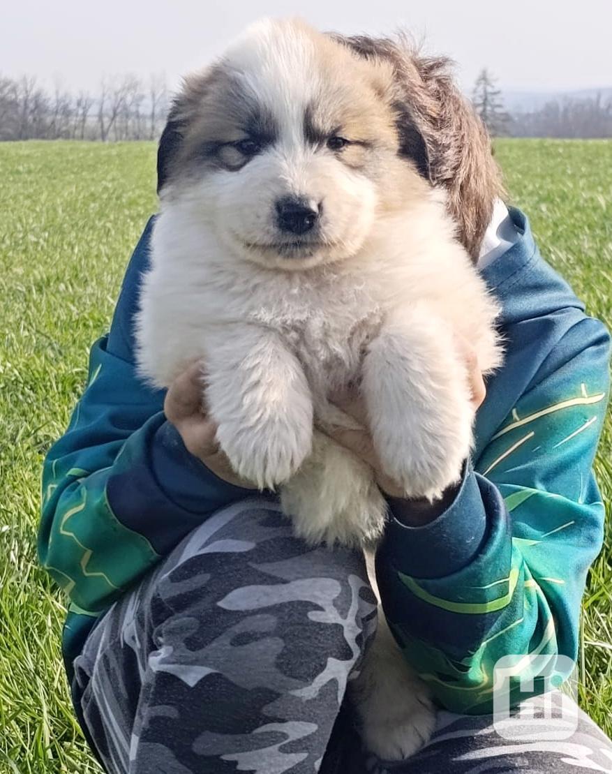 Pyrenejský horský pes štěňátka - foto 1