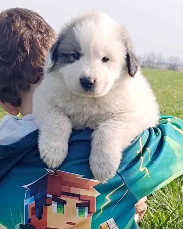 Pyrenejský horský pes štěňátka - foto 2