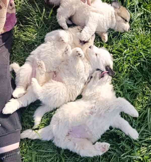 Pyrenejský horský pes štěňátka - foto 4