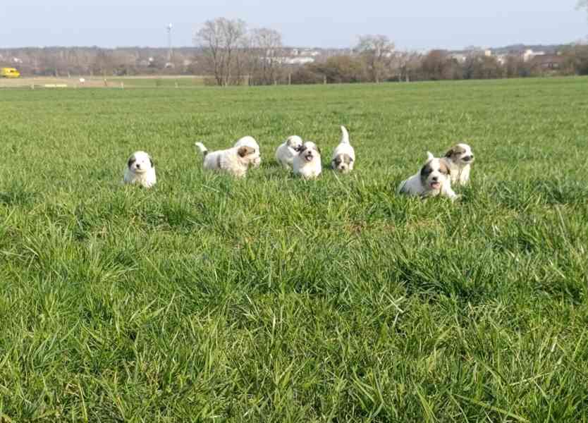 Pyrenejský horský pes štěňátka - foto 3