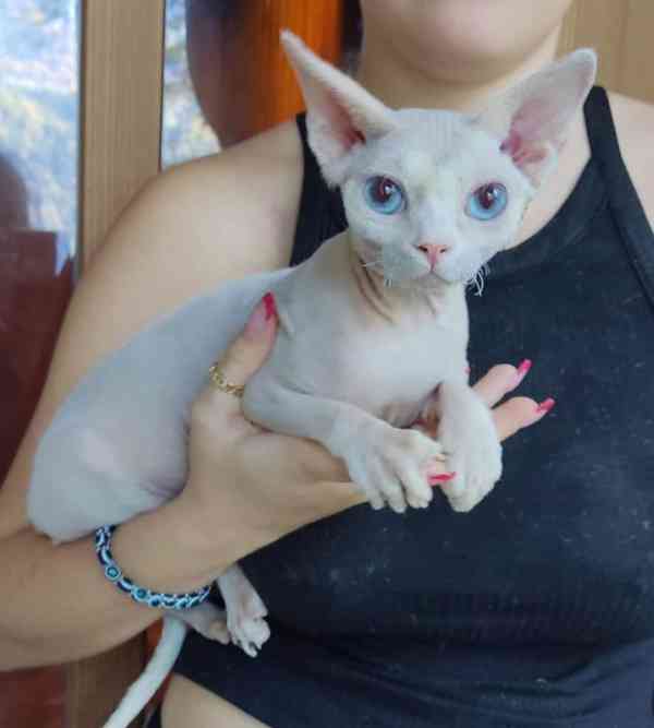SPHYNX koťátko s PP