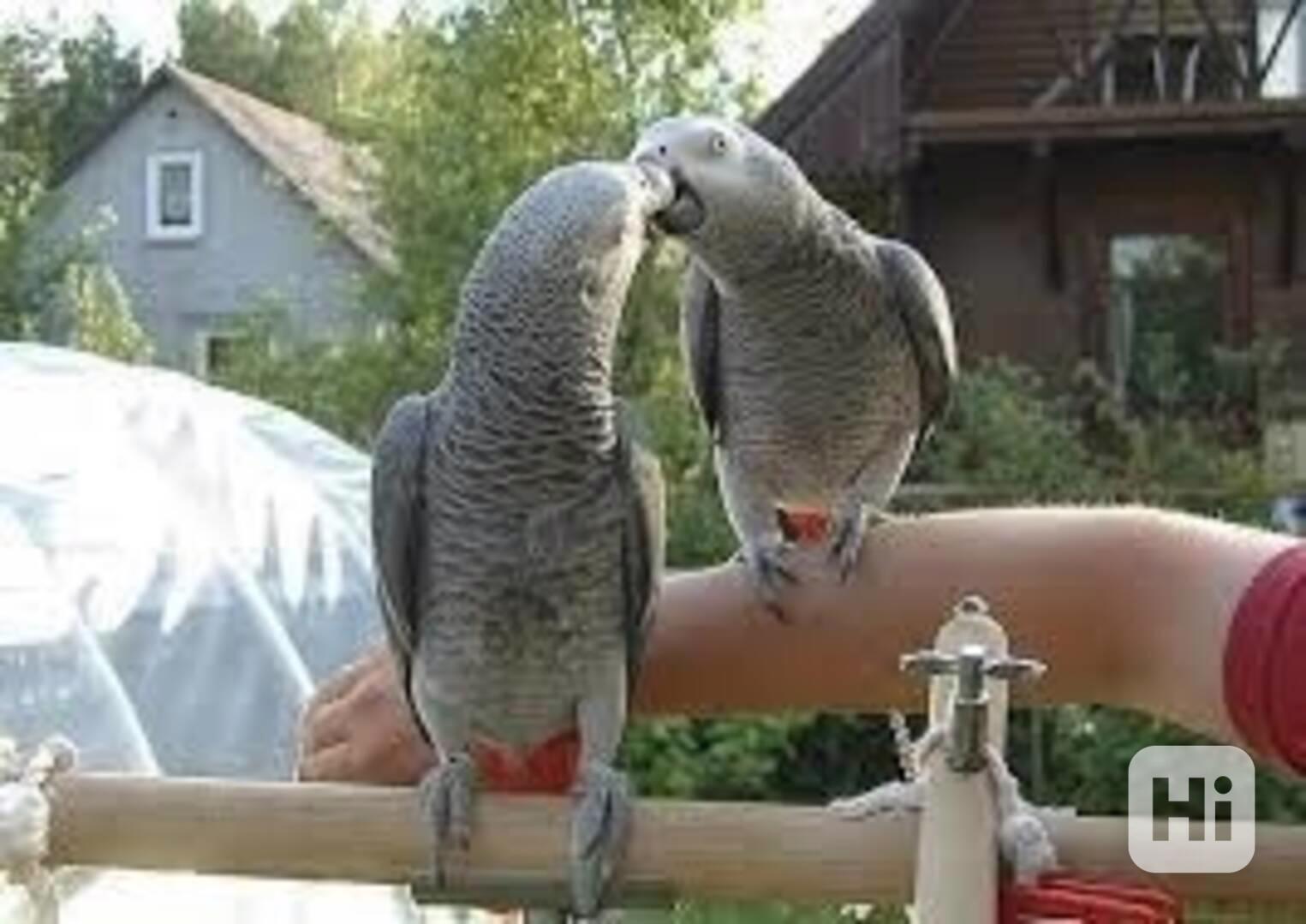 🦜 Prodám samečka a samici mluvících papoušků šedých! - foto 1