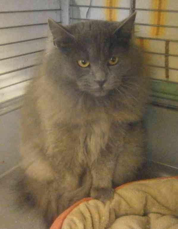 Hodný, klidnější, šedý dlouhosrstý 8měsíční Alex - foto 1