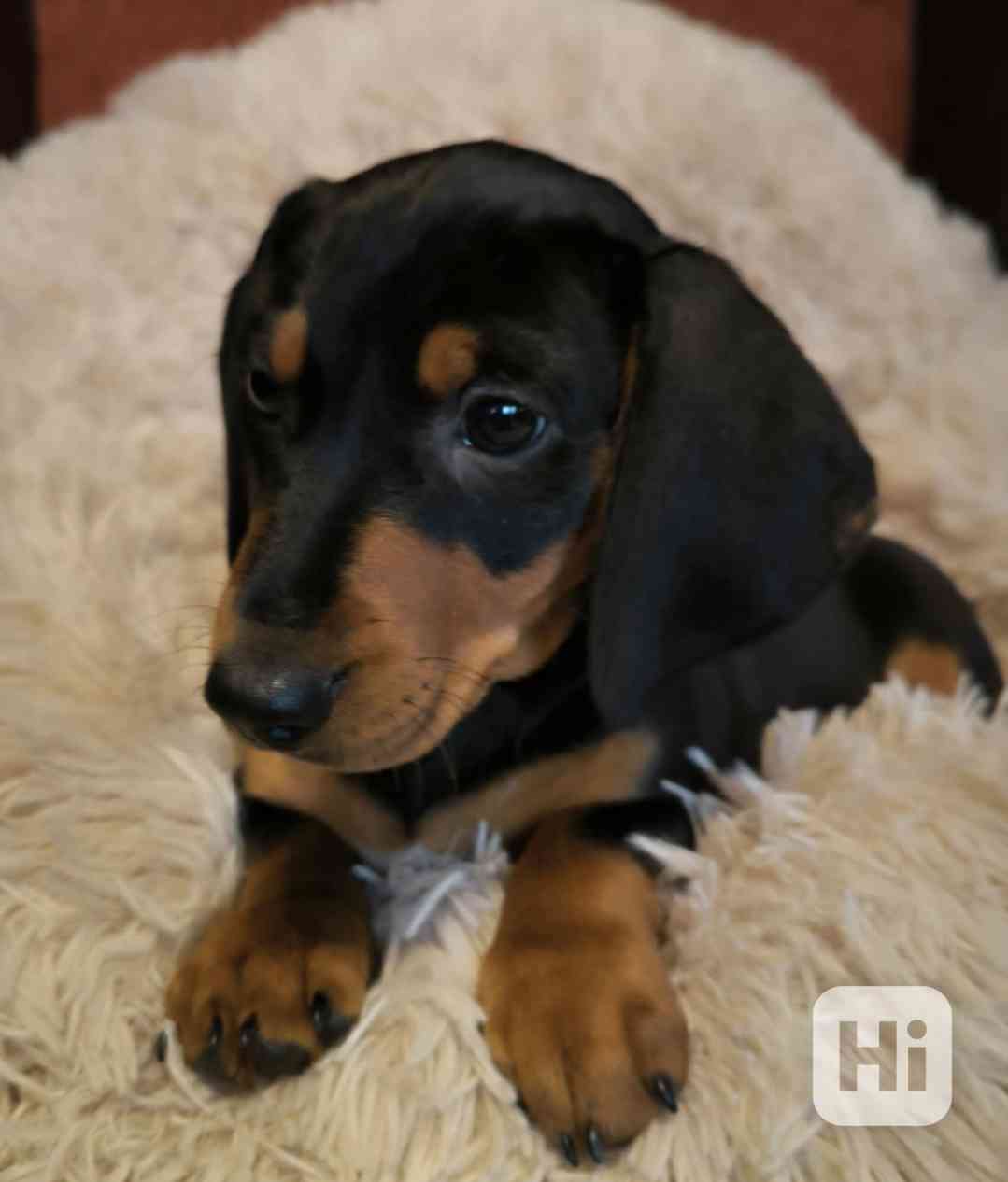 Jezevčík hladkosrstý trpasličí  - foto 1