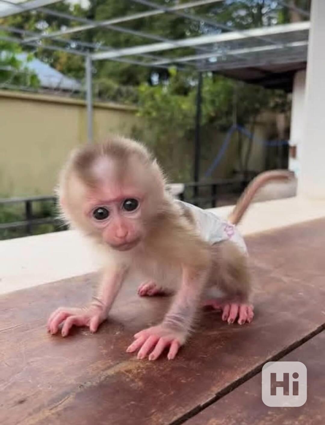 Roztomilá a okouzlující kapucínská opice k adopci poblíž mě - foto 1