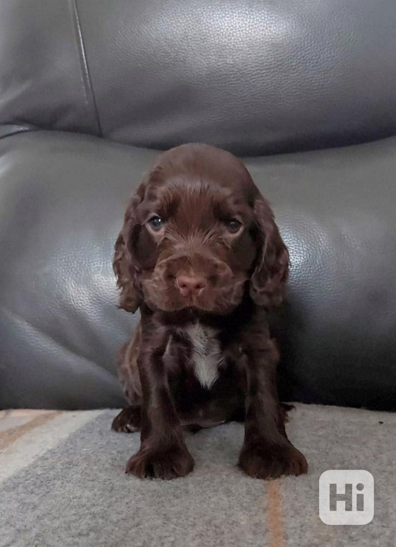 Štěňata výstavního kokršpaněla KC reg - foto 1