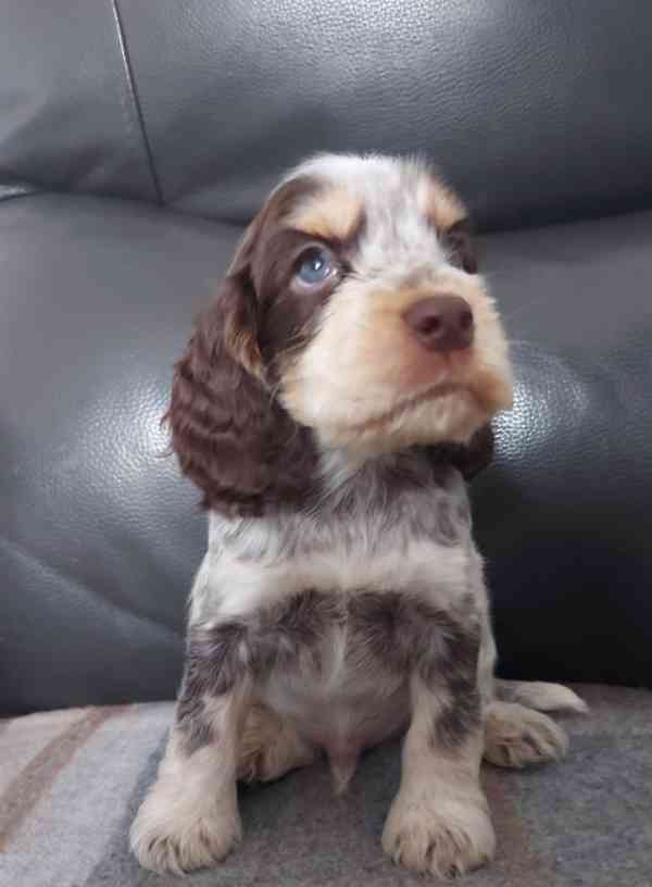 Štěňata výstavního kokršpaněla KC reg - foto 9