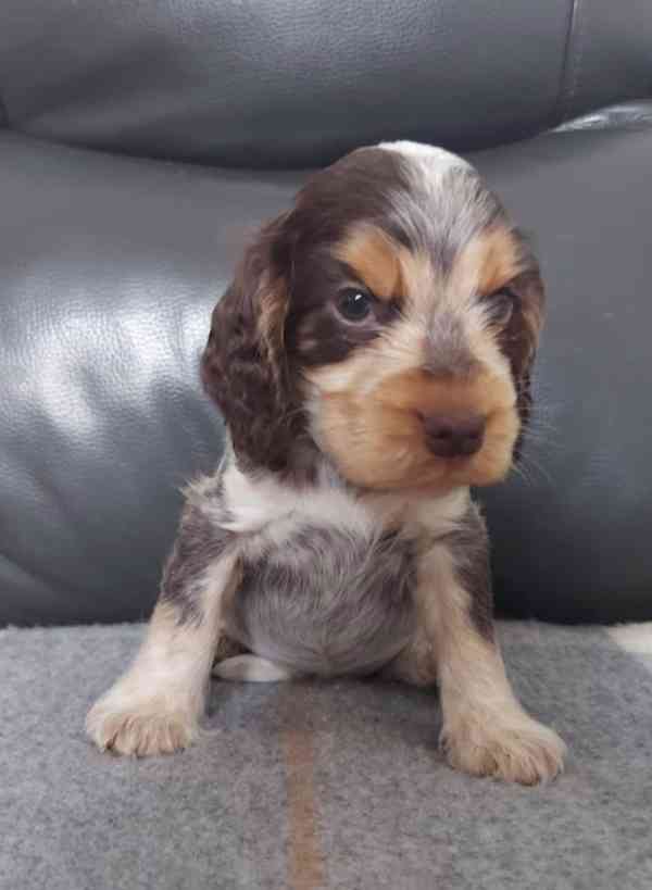 Štěňata výstavního kokršpaněla KC reg - foto 7