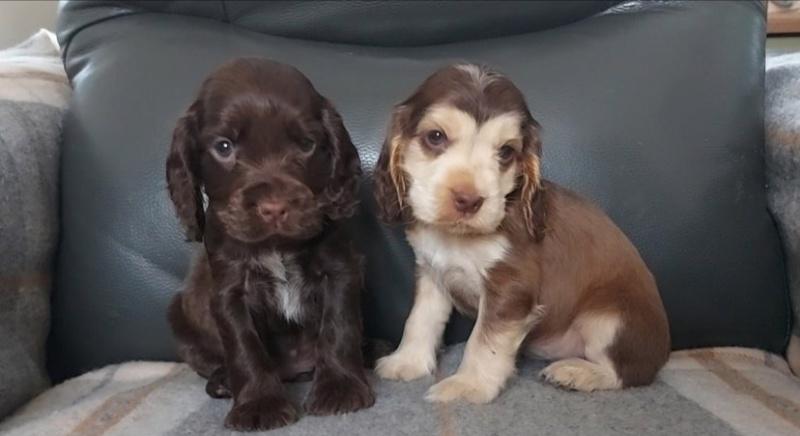 Štěňata výstavního kokršpaněla KC reg - foto 3