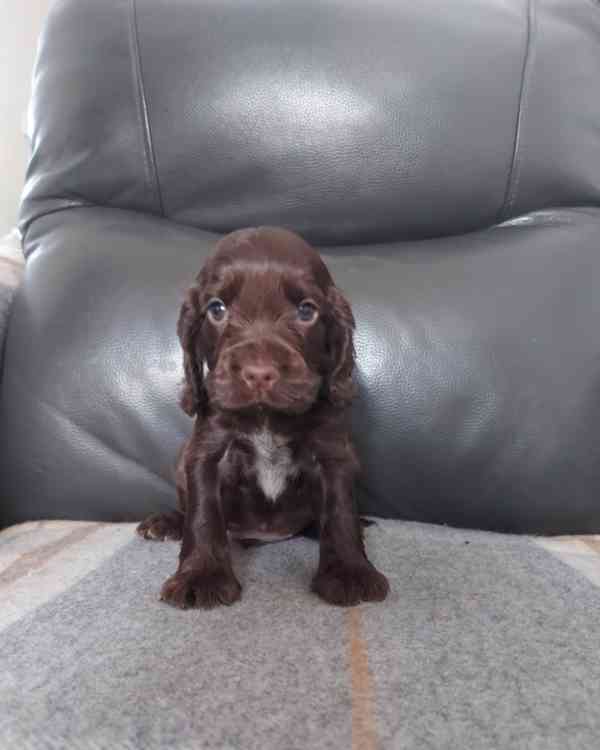 Štěňata výstavního kokršpaněla KC reg - foto 2