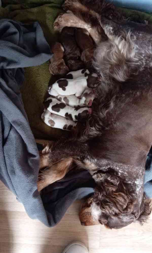 Štěňata výstavního kokršpaněla KC reg - foto 6