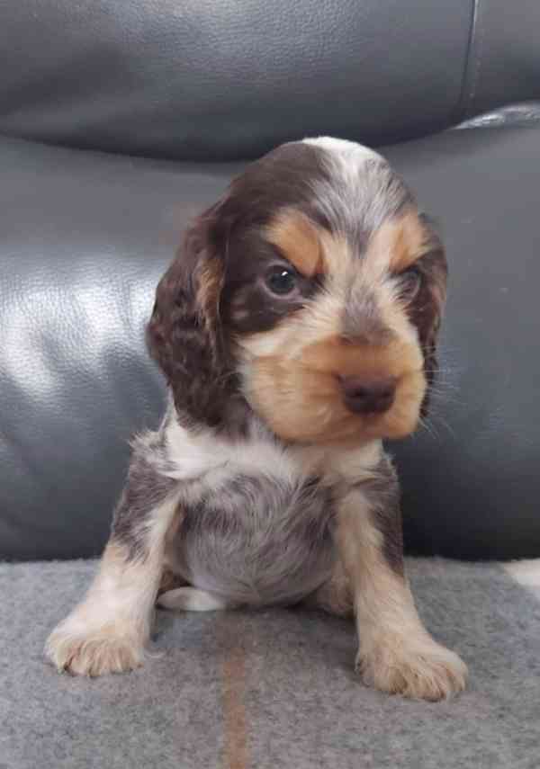 Štěňata výstavního kokršpaněla KC reg - foto 4