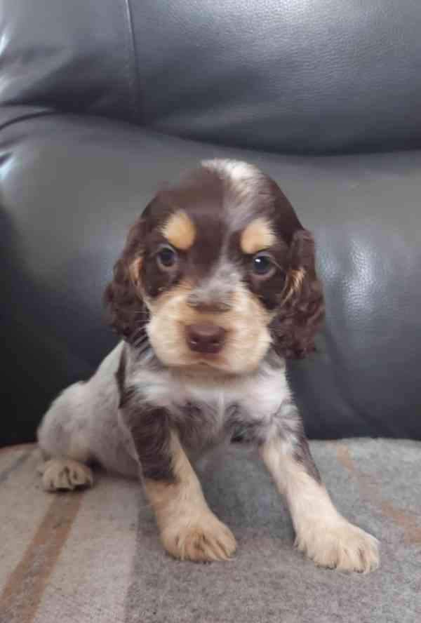 Štěňata výstavního kokršpaněla KC reg - foto 5