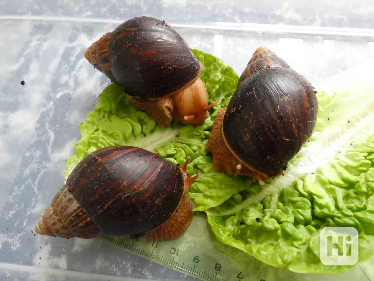 Daruji achatiny - foto 1