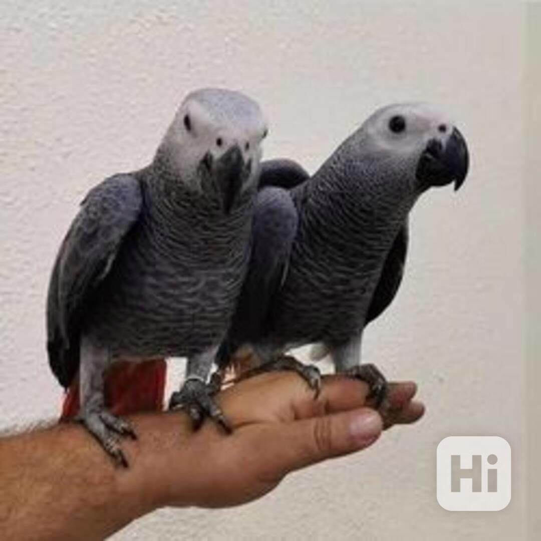 Vychovaní afričtí šedí papoušci připraveni - foto 1