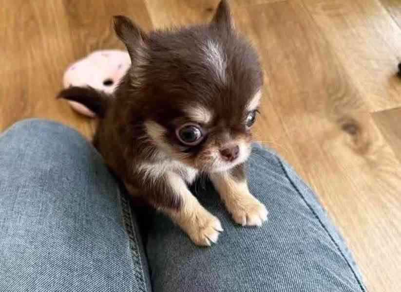 Chihuahua-Welpen WhatsApp +34 691 11 04 90 - foto 2