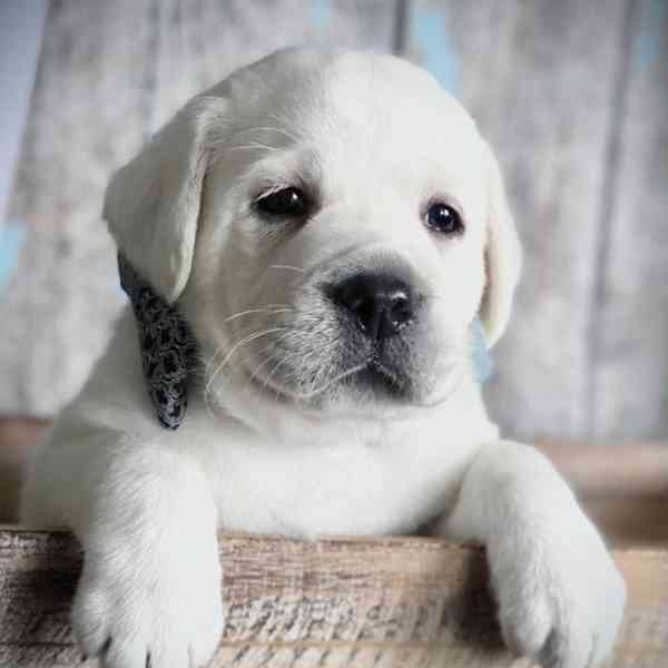 Domů vyškolené Labrador Retriever štěňata