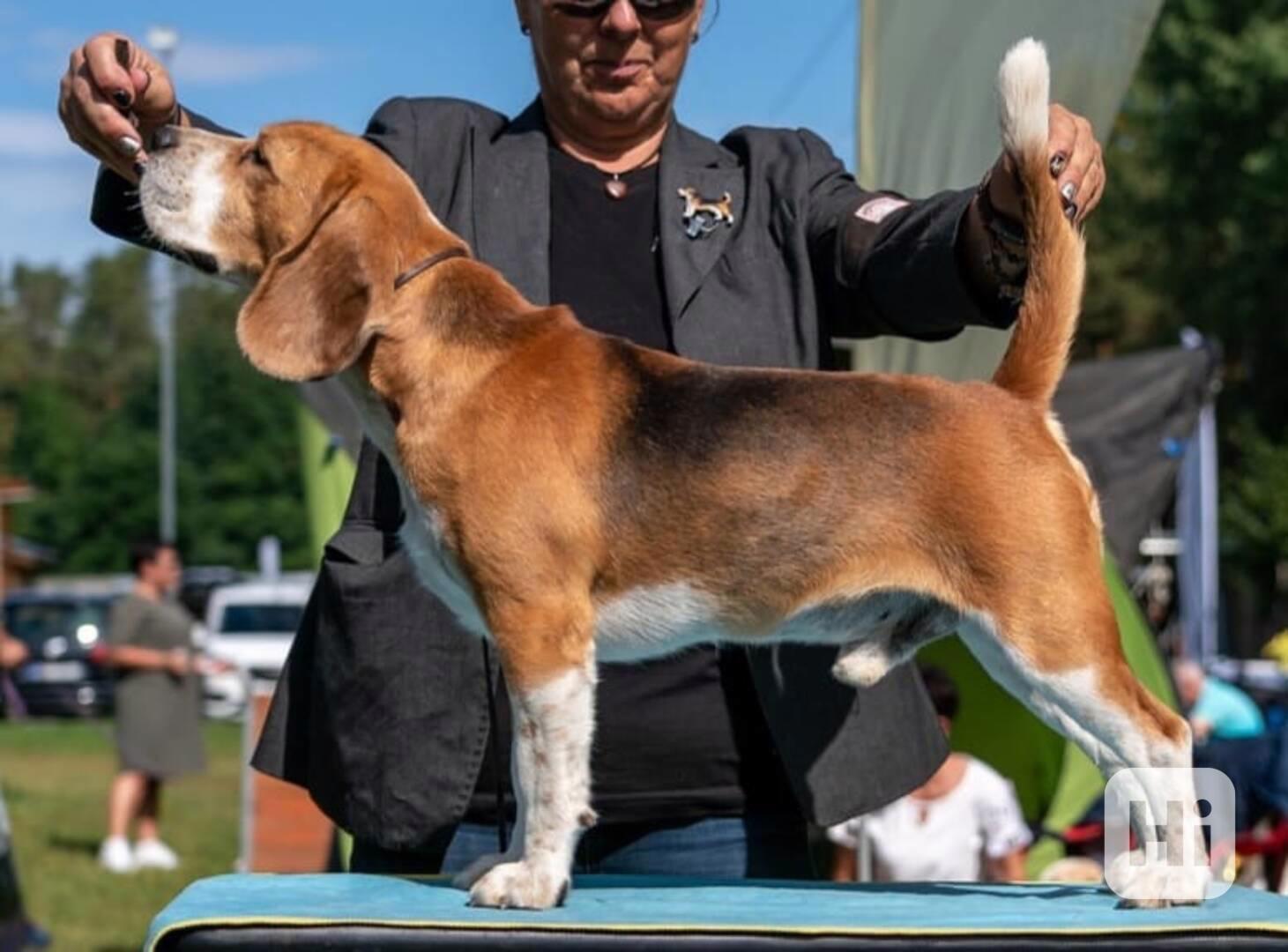 Bígl štěňátka - foto 1