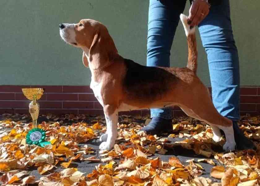 Bígl štěňátka - foto 2