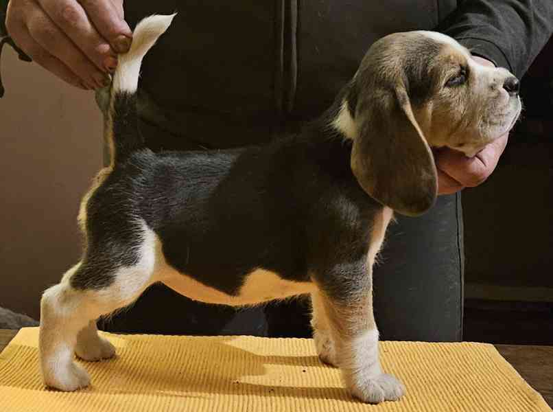 Bígl štěňátka - foto 7