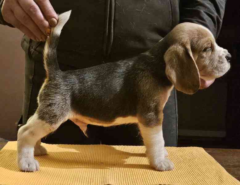 Bígl štěňátka - foto 4