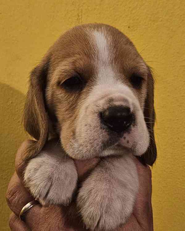 Bígl štěňátka - foto 5