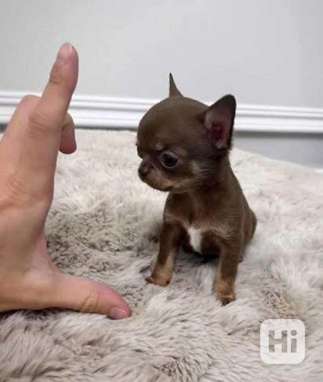 Štěňata čivavy Pp - foto 1