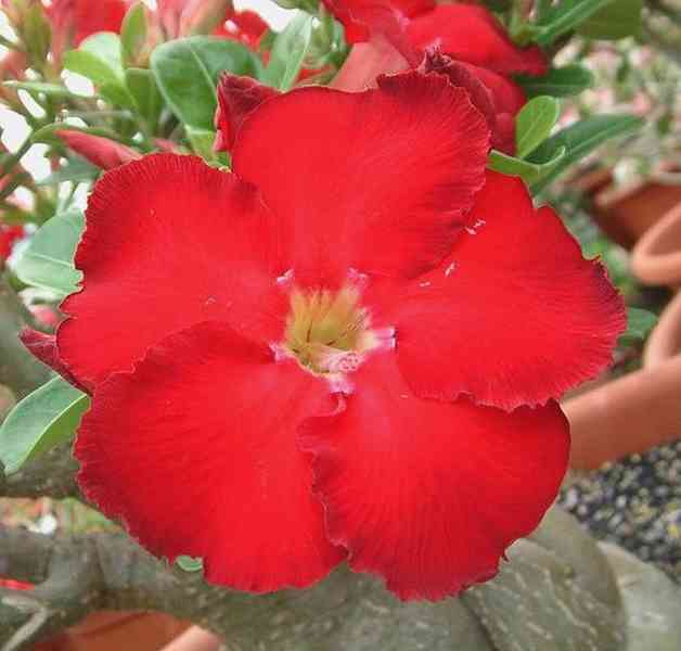 Adenium obesum 'star of haeven' - semena