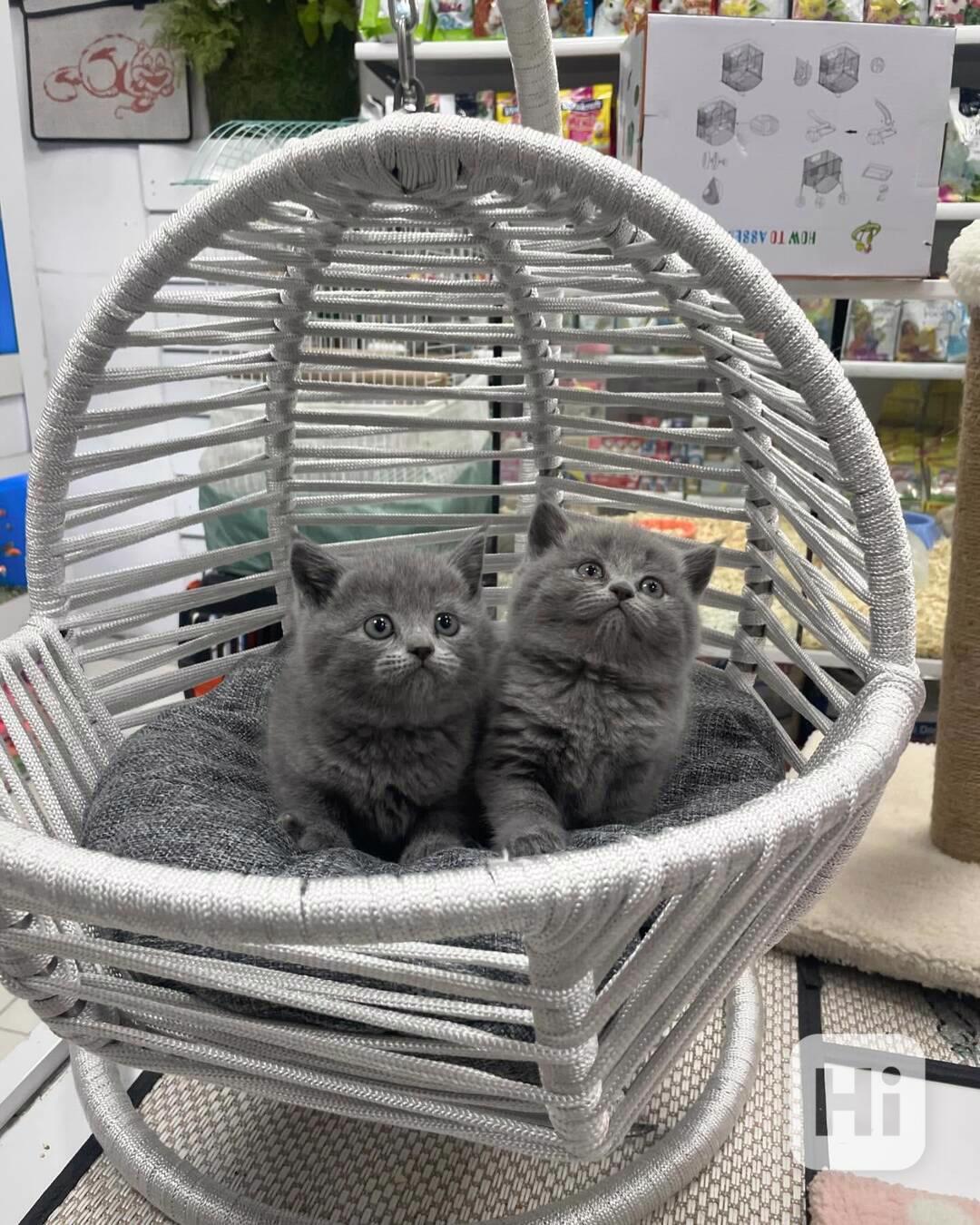 Krásné britské krátkosrsté kotě na prodej - foto 1