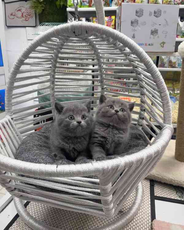 Krásné britské krátkosrsté kotě na prodej - foto 1