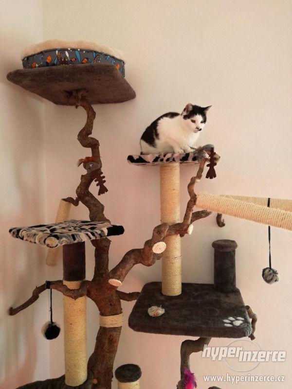 Kočičí strom (škrabadlo) - foto 4