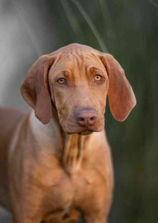 Rhodesian/Rhodéský Ridgeback - foto 2