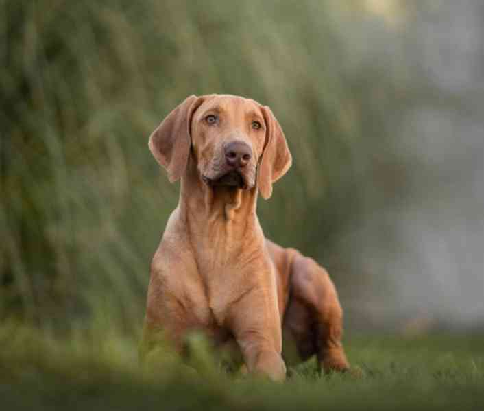 Rhodesian/Rhodéský Ridgeback - foto 5