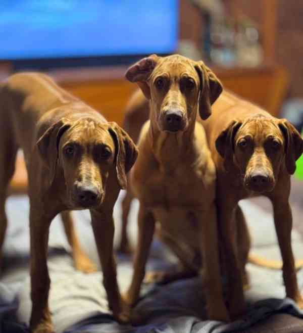 Rhodesian/Rhodéský Ridgeback - foto 6