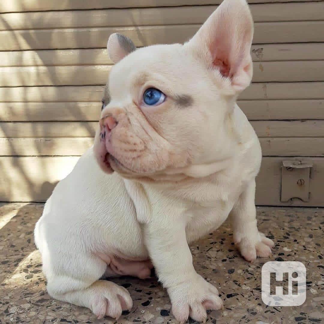 ŠTĚŇATA FRANCOUZSKÉHO BULDOGA - foto 1