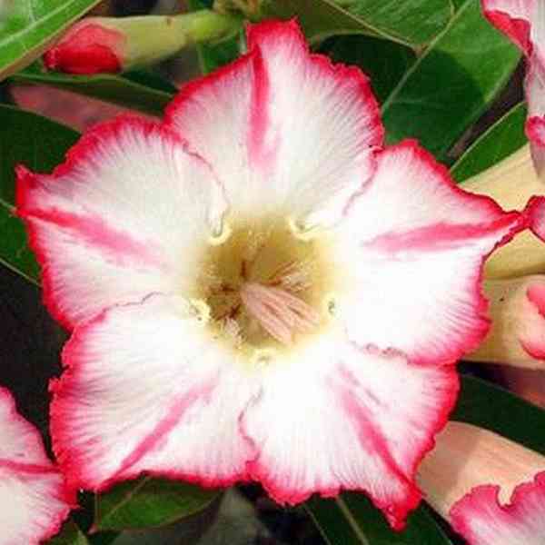 Adenium obesum 'uranian' - semena - foto 1