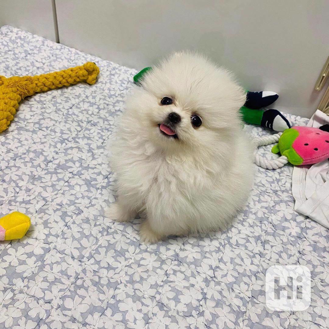  Rozkošná bezplatná štěňata pomeranianů na dárek   - foto 1