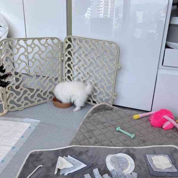  Rozkošná bezplatná štěňata pomeranianů na dárek   - foto 3