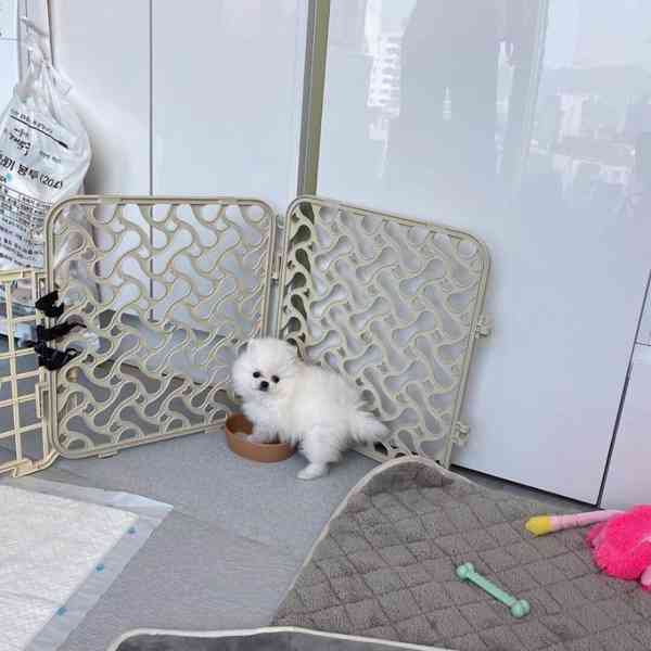  Rozkošná bezplatná štěňata pomeranianů na dárek   - foto 2