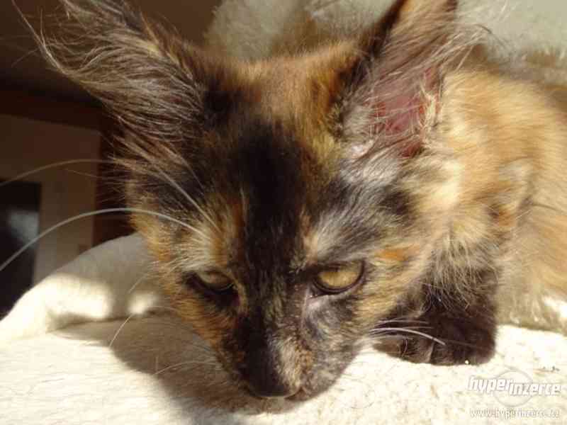 Mainská mývalí kočka Oliwia Puris best Star*CZ - foto 3
