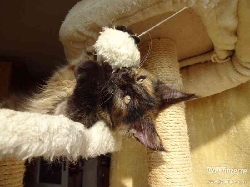 Mainská mývalí kočka Oliwia Puris best Star*CZ - foto 8