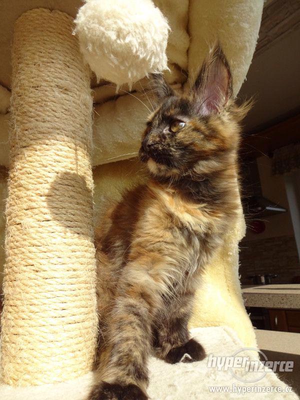 Mainská mývalí kočka Oliwia Puris best Star*CZ - foto 10