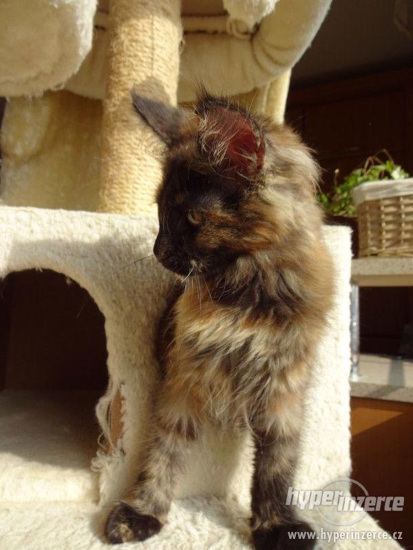 Mainská mývalí kočka Oliwia Puris best Star*CZ - foto 11