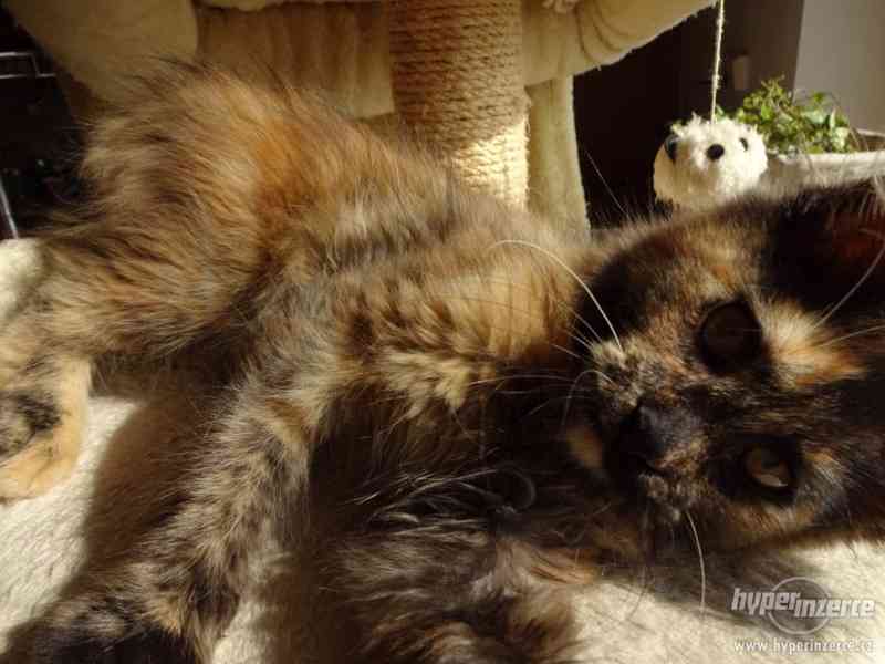 Mainská mývalí kočka Oliwia Puris best Star*CZ - foto 12