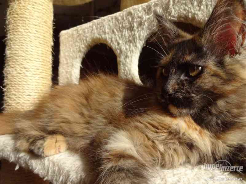 Mainská mývalí kočka Oliwia Puris best Star*CZ - foto 14