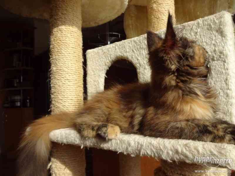 Mainská mývalí kočka Oliwia Puris best Star*CZ - foto 15