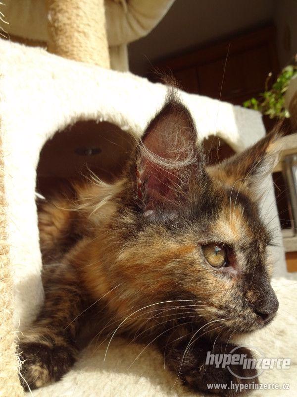 Mainská mývalí kočka Oliwia Puris best Star*CZ - foto 22