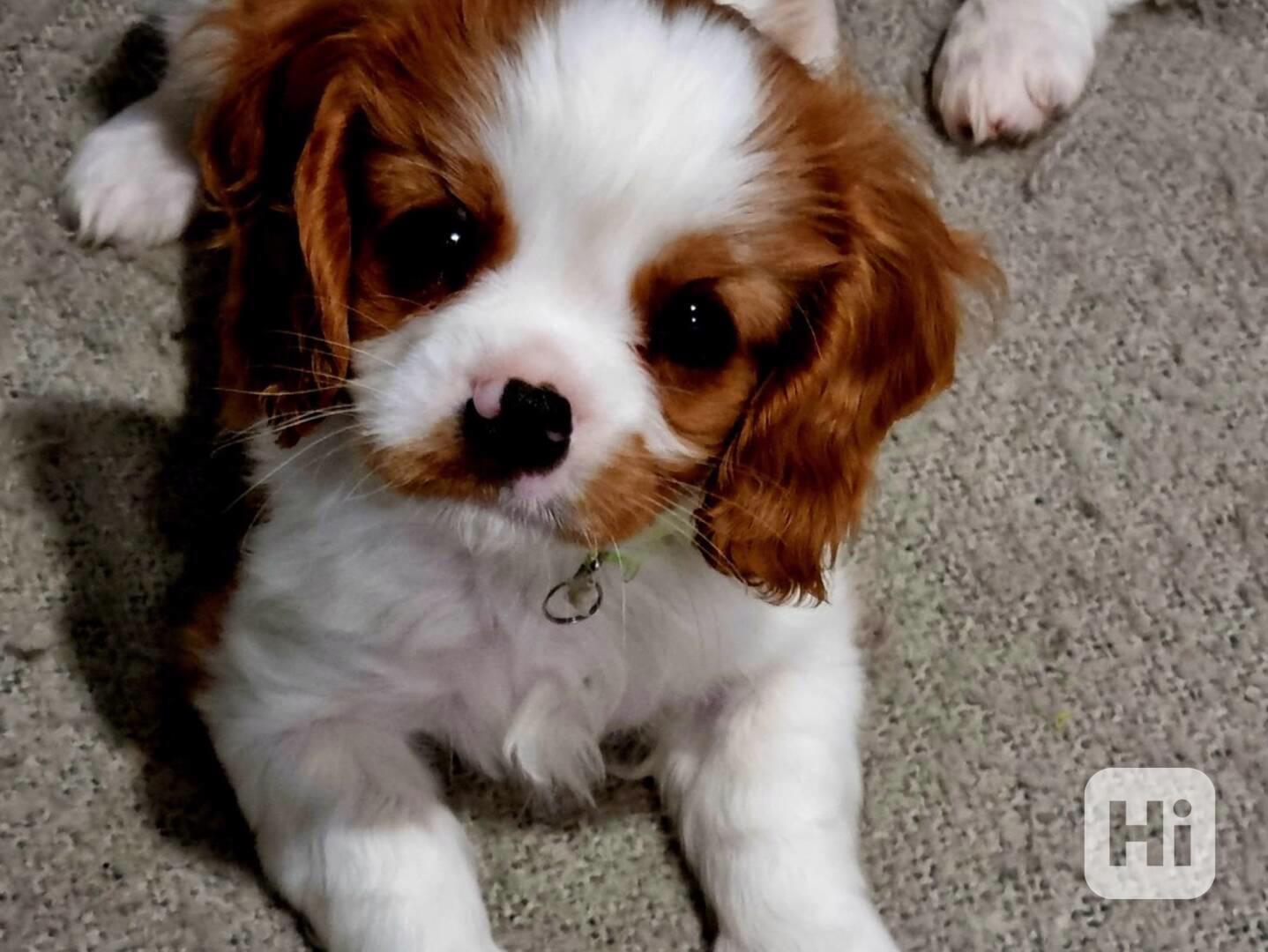 Kavalír King Charles španěl - foto 1