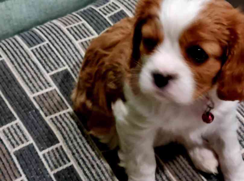 Kavalír King Charles španěl - foto 2